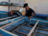 صيادو غزة يصلحون الزوارق بإطارات أبواب يخرجونها من تحت الأنقاض