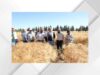 بدء فعاليات حصاد القمح لمشروع إكثار البذور