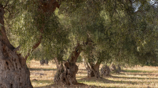 زراعة الكورة تدعو لحماية الزيتون من الآفات