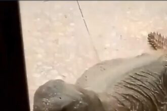شاهد.. ضب ضخم يحاول اقتحام منزل في عجلون (فيديو)