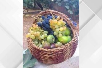 العنب والتين يحافظان على مكانتهما الزراعية والتراثية