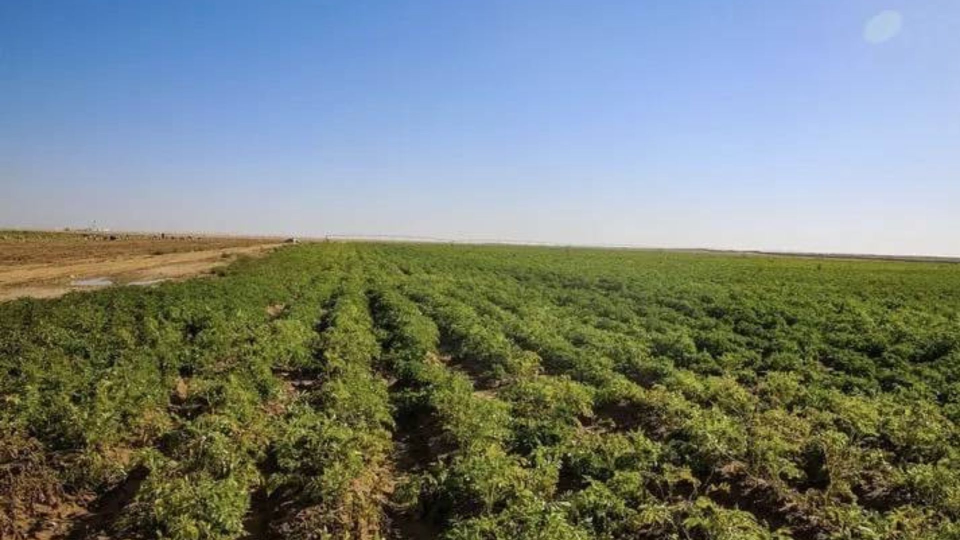 صورة حول : زراعة المفرق تدعو المزارعين لأخذ الحيطة والحذر خلال موجة الحر الحالية زراعة المفرق تدعو المزارعين لأخذ الحيطة والحذر خلال موجة الحر الحالية