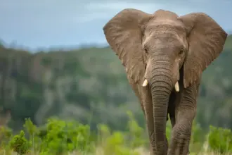 فيل يهاجم مجموعة أشخاص حاولوا إخافته بمصابيح نارية (فيديو)