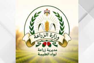 زراعة الطيبة: المراقبة المبكرة والمكافحة المتكاملة تحدّان من أضرار ذبابة الزيتون