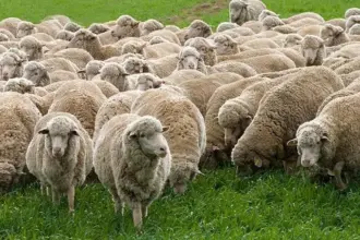 شكوى من مربي مواشٍ بشأن آلية فحص وتصدير الخراف إلى الخليج