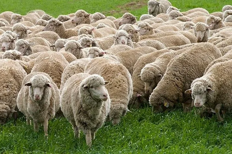 صورة حول : شكوى من مربي مواشٍ بشأن آلية فحص وتصدير الخراف إلى الخليج شكوى من مربي مواشٍ بشأن آلية فحص وتصدير الخراف إلى الخليج
