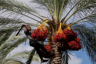 بلدية الأزرق الجديدة تبدأ زراعة 1500 نخلة في المنطقة السياحية بالقاع