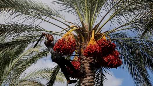 صورة حول : بلدية الأزرق الجديدة تبدأ زراعة 1500 نخلة في المنطقة السياحية بالقاع بلدية الأزرق الجديدة تبدأ زراعة 1500 نخلة في المنطقة السياحية بالقاع
