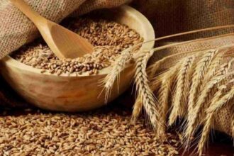الصناعة والتجارة تطرح عطاء لشراء 100 أو 120 ألف طن من الشعير