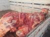 إتلاف بقرة غير صالحة للاستهلاك البشري ضبطت داخل إحدى الملاحم في المفرق