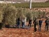 عين على القدس يناقش اعتداءات المستوطنين خلال موسم الزيتون