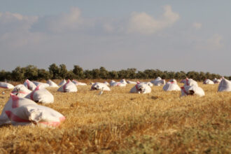 الأعلى للسكان يدعو لحماية الأراضي الزراعية وتمكين المرأة الريفية