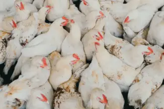 تجار أردنيون يتفاوضون في الصين على شراء دجاج صيني منخفض السعر